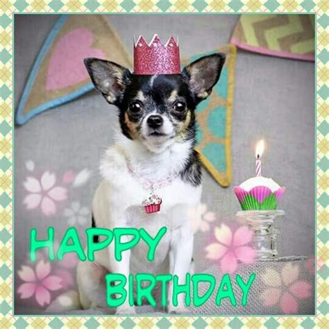 Chihuahua Happy Birthday Meme - Pets Lovers