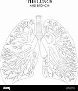 Respiratory System Coloring Worksheet sketch template