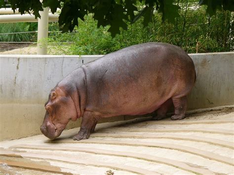 The Online Zoo - Hippopotamus