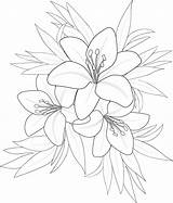 Lily Outline Coloring Page sketch template