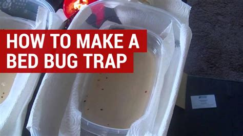 How to make your own bed bug trap using sugar, yeast and water | Tips