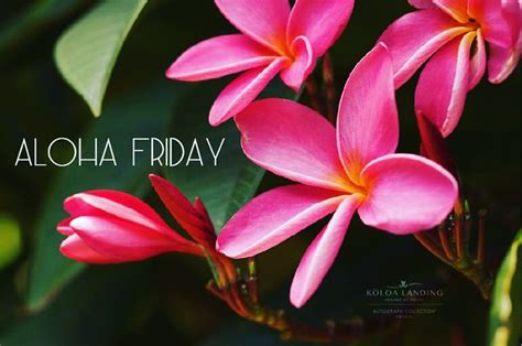 81 best images about Happy Aloha Friday! on Pinterest | Hawaiian drinks ...