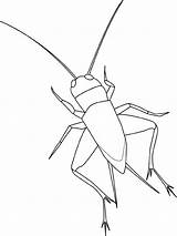 Cricket Insect Coloring Page sketch template