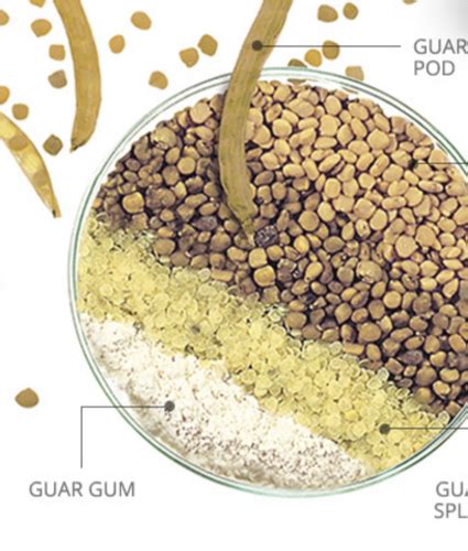 GUAR GUM POWDER | SARDA UDYOG | Ingredients Network