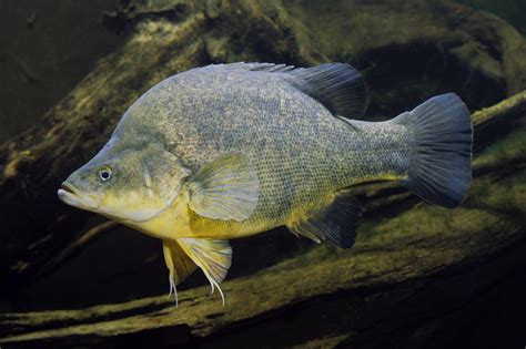 Best fish to stock in your dam - Water Quality Solutions