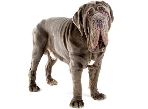 5 Things to Know About Neapolitan Mastiffs - Petful