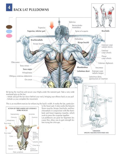 Shoulder Anatomy Bodybuilding