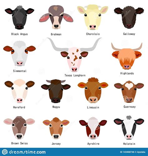 Illustration about Various heads of cattle breeds chart with breeds ...