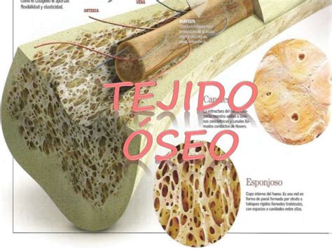 Tejido oseo