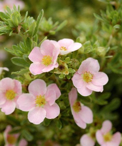 Potentilla varieties: 15 pretty types to take your pick from | Gardeningetc