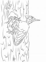 Pileated Woodpecker Coloring Page  Free Printable Pages For Kids sketch template