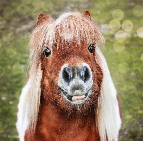 Cute Shetland Pony | Cute ponies, Cute horses, Horses