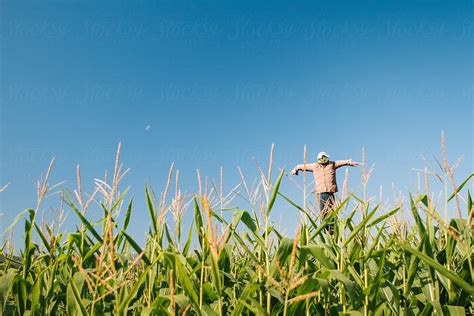 "Scarecrow In A Winter Jacket In A Corn Field" by Stocksy Contributor ...