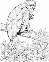 Monkey Coloring Pages sketch template