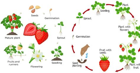 Life Cycle of Strawberry Plants: The Definitive Guide (Updated 2022)