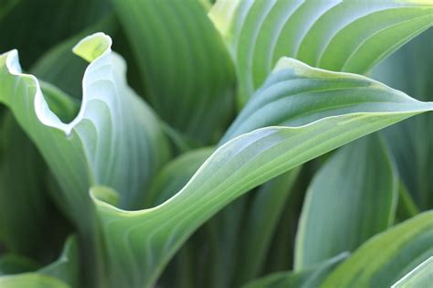 Download free photo of Hosta, hosta leaf, hosta plant, leaf, green - from needpix.com