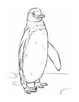 Penguin Macaroni Crested Pingwin Rockhopper Penguins Emperor Adelie  sketch template