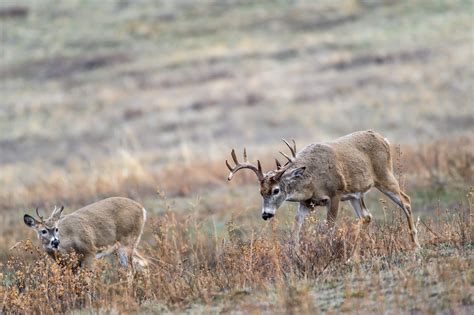 2023 Midwest Region Deer Season Forecast - HuntStand