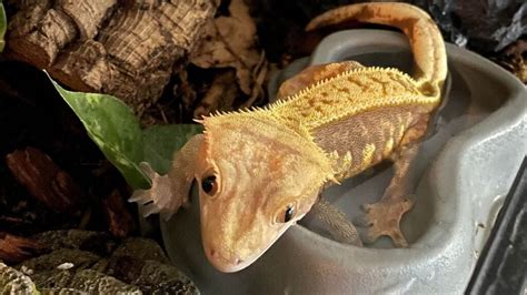 Crested Gecko Shedding Guide 101: What To Do When Your Crested Gecko is Shedding 2024? | Pet ...