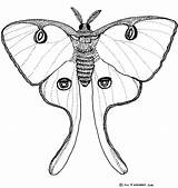Free Luna Moth Coloring Pages Sketch Page sketch template