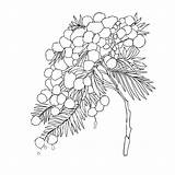 Premium Vector  Mimosa Illustration Of Elegant Flowers Plants sketch template
