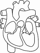 Heart Diagram Coloring Sheet At Vanemilianoblog Blog sketch template