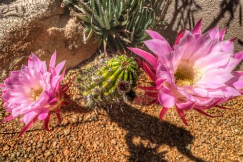 Arizona Springtime Cactus Flowers - The Roaming Boomers