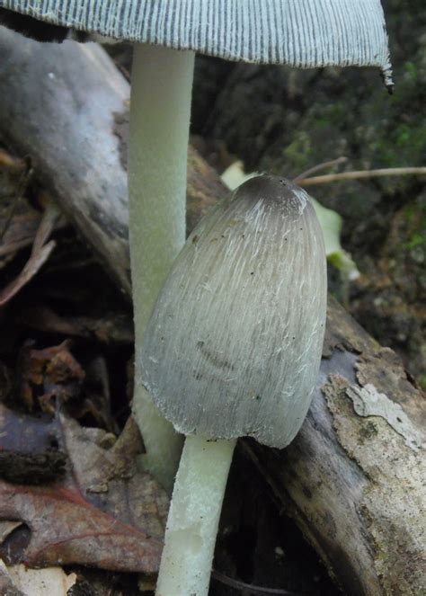 Coprinopsis atramentaria at Indiana Mushrooms