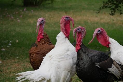 Feeding Turkeys: What They Can and Can’t Eat and Substitutes