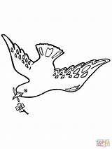 Free White Dove Coloring Page Download  sketch template
