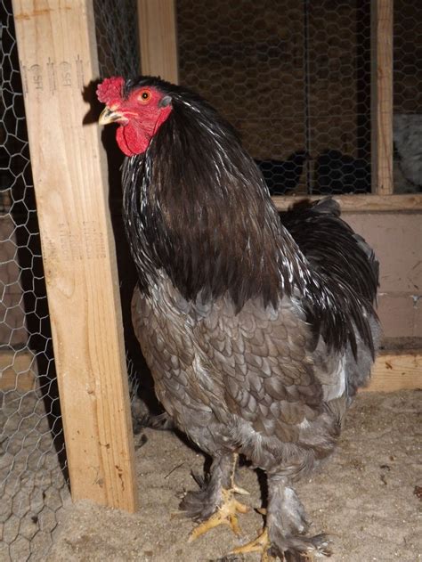 52 best Brahma chicken colors that I have images on Pinterest | Chicken ...