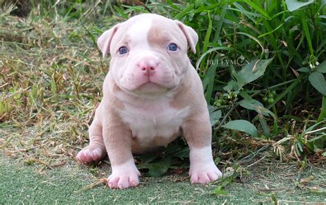 Puppy Lilac Champagne - Bullymon | Miniature Pocket and Exotic American ...