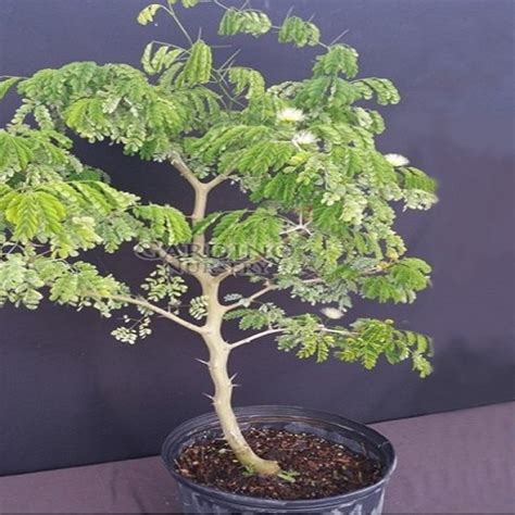 Albizia Lebbeck Price in Dubai, UAE - planta.ae