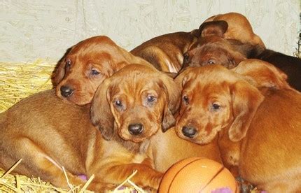 Redbone Coonhound Info, Temperament, Training, Puppies, Pictures