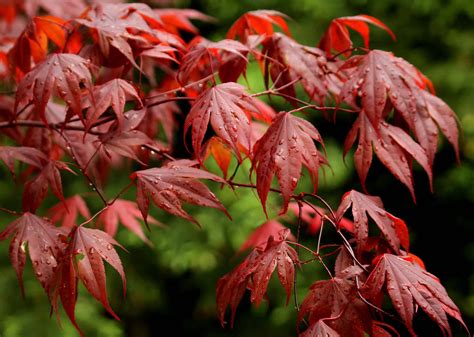 Redpointe Maple Tree Care | Plantly