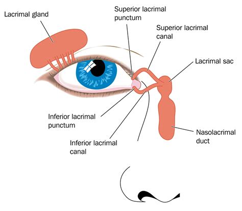 Lacrimal Gland | Eye Patient