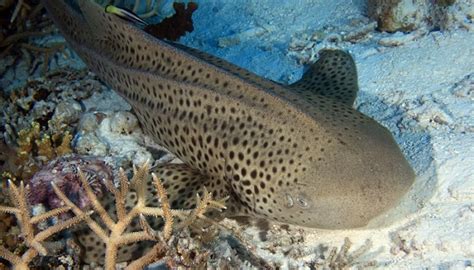 Zebra Shark - Facts, Size, Diet, Pictures - All Animal Facts