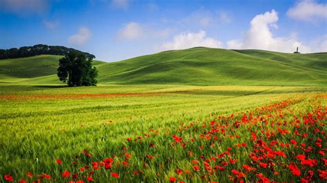 Wallpaper Indah Hills Meadow Landscape, Pohon, Poppies, Musim Panas, HD: Layar Lebar: Definisi ...