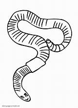 Worm Coloring Drawing Number Earthworm Num Noms Drawings Paintingvalley  sketch template