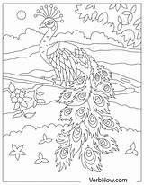 Free PEACOCK Coloring Pages For Download Printable PDF sketch template