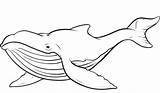 Free Printable Whale Coloring Pages For Kids sketch template