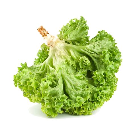 Romaine lettuce - Vertical Farms Ltd