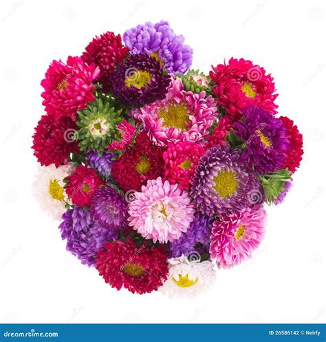 Bouquet of aster flowers stock photo. Image of isolated - 26586142