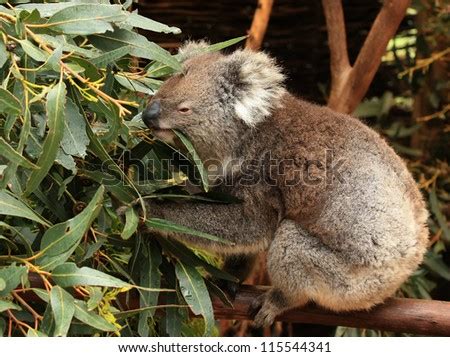 Koala (Phascolarctos cinereus), a native Australian animal, eating eucalyptus leaves. - Stock ...