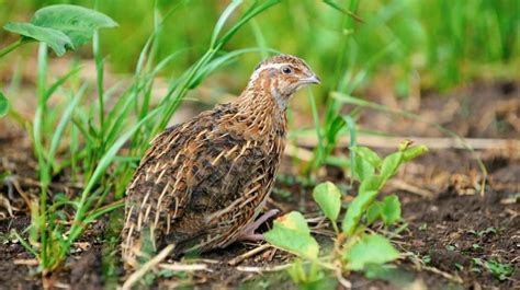 Practical Quail Hunting Tips Every Hunter Should Follow