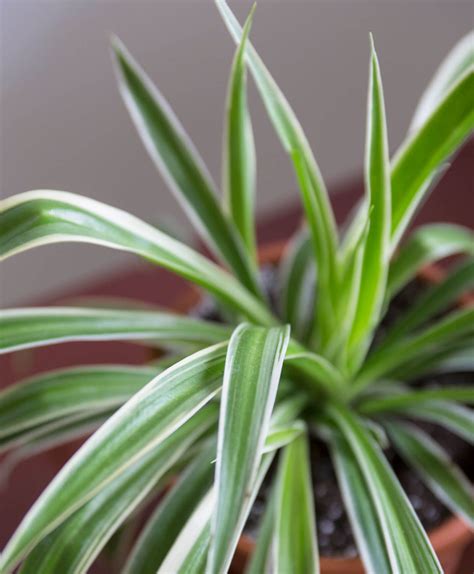 Why are the leaves on my Spider Plant turning brown on the edges? - Bloomscape