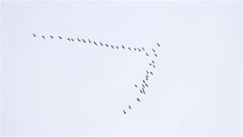 Bird Migration Types – P. Allen Smith