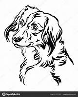Decorative Portrait Of Nederlandse Kooikerhondje Dog Vector Illu Stock  sketch template