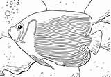 Emperor Angelfish sketch template