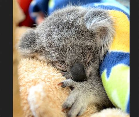 Baby Koala Clings To Teddy Bear After Losing Her Mom